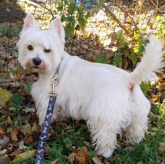 Meet your Posher, Darla - Picture 9 of 10